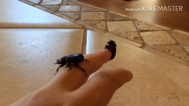 Handling 2 Triceratops Beetles(Phileurus truncatus)6/13/2020 смотреть онлайн