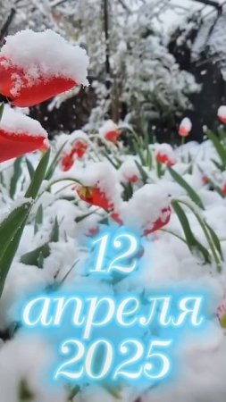 unexpected snow in april, tulips in snow /неожиданный снег в апреле , тюльпаны в снегу #music
