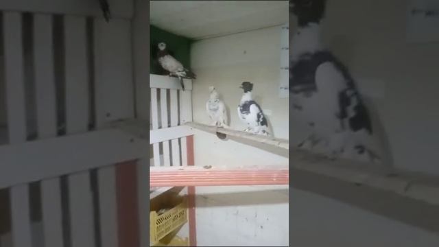 Кафтархои фуруши