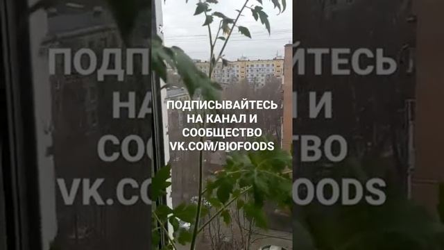 КАК ВЫРАЩИВАТЬ ТОМАТЫ 🍅 НА ПОДОКОННИКЕ! ЛЕГКО!