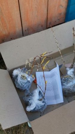 Посылка с саженцами из питомника Сады Урала