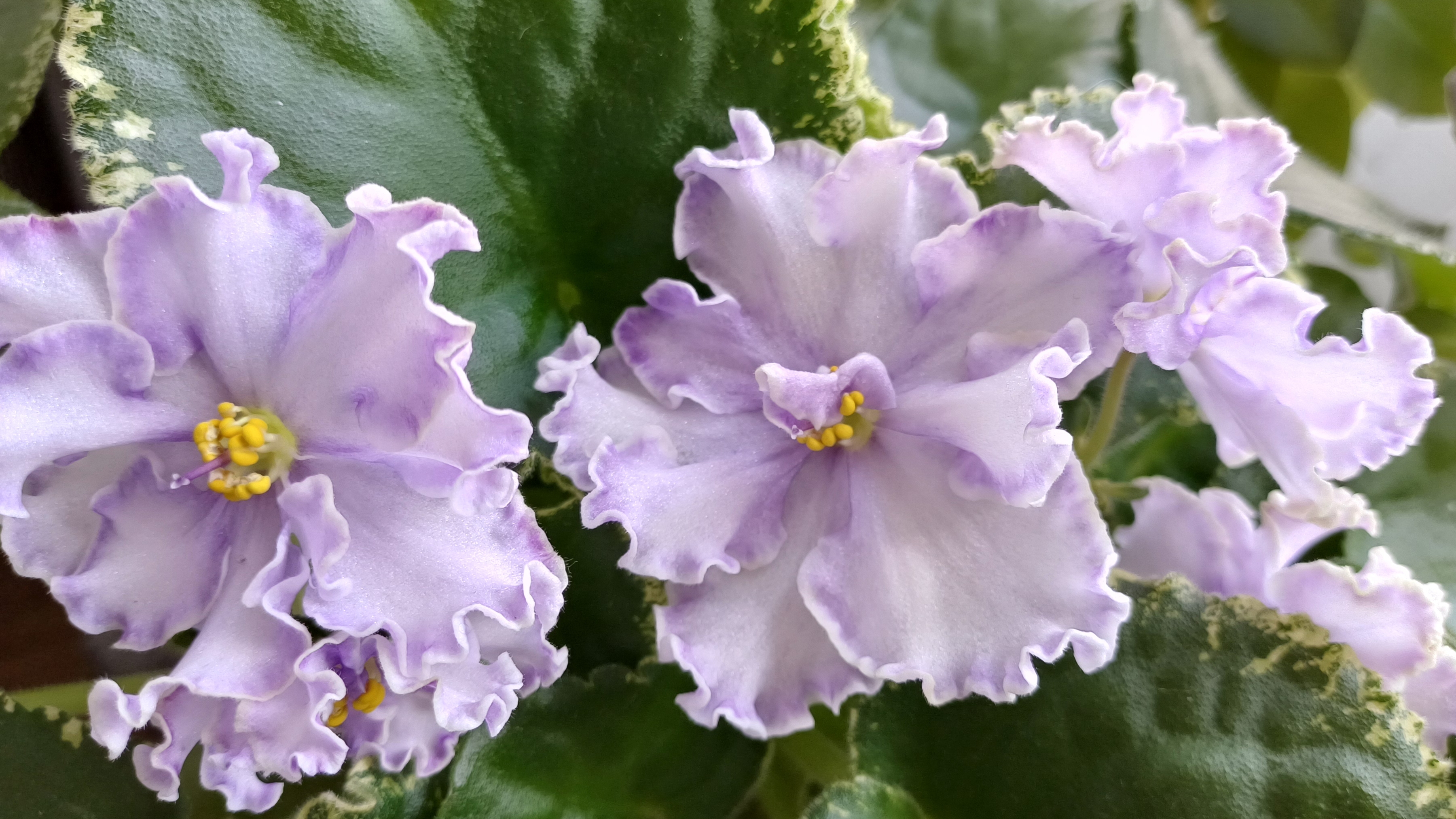 Фиалковое настроение🌸☘️🌸☘️🌸