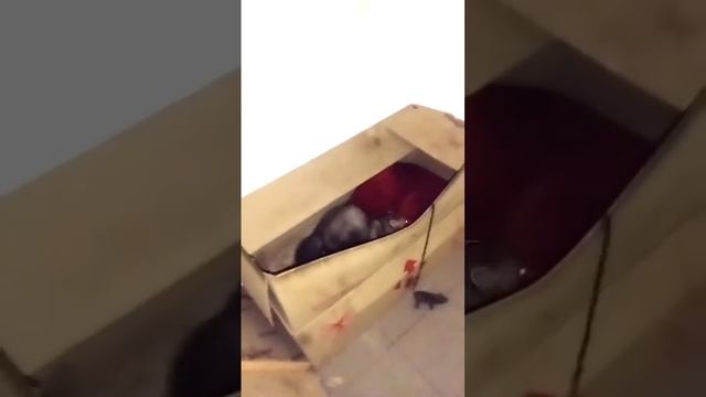 куниця в домашніх умовах мінуси, куница домашняя содержание смотреть онлайн