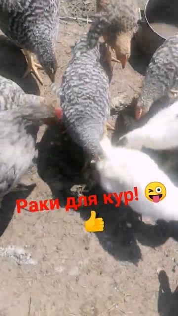 #КормимКурРаками#кормдлякур#раки#деликатез#комбикорм#куры#утки#утята#муларды#мускусные#курятник#рак