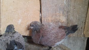 Николаевские голуби пискушка