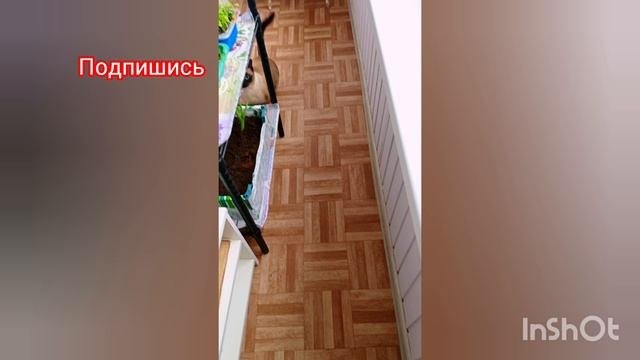 ЧП😂местного🌿масштаба🐱Ладушка ‼️ #кошка Ладушка #shorts #смешныекоты #тайская порода кошек