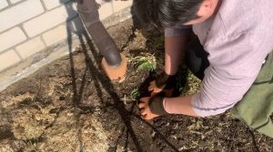 Заморозок пережили,открываемся😊