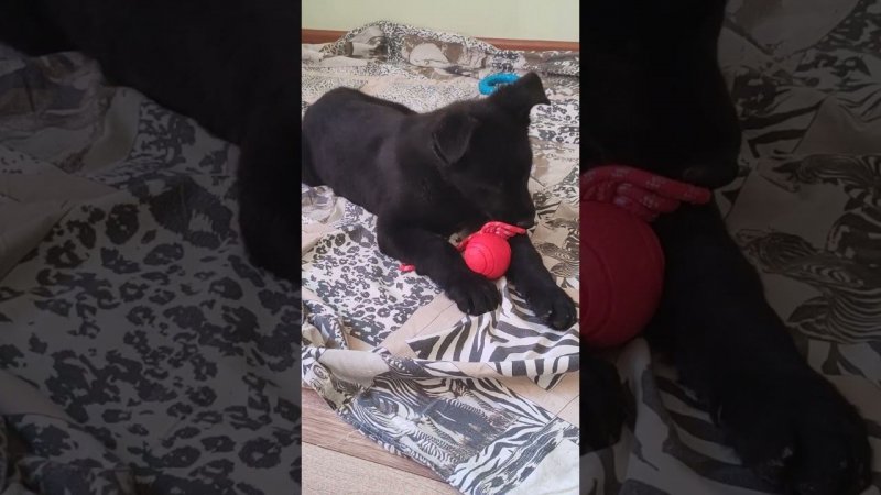 Аякс уже готов к переезду и ждёт свою лучшую мамочку Наталью, которая скоро за ним приедет