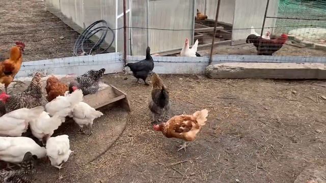 Контролёр наша походу уж очень умна и хитра😊13 день цыплятам_ 10 апреля 2025 смотреть онлайн