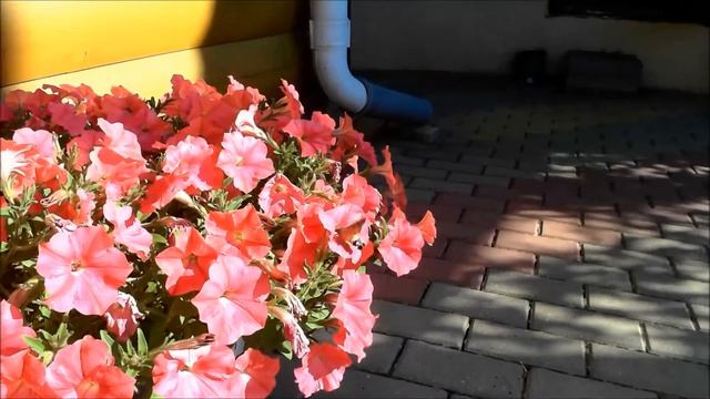 Бражник или северный колибри смотреть онлайн