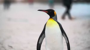 Вселенная животных 8K HDR 120 кадров в секунду в формате Dolby Vision UHD (видео 4K ULTRA HD) #8K