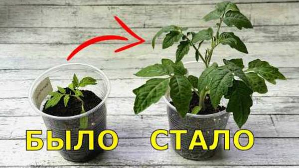 РАССАДА Не мудрите с подкормками, достаточно...