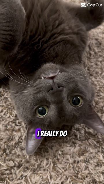 Cats are Mother fluffers #cats #bluecat #cat #funny #catpurr #cutepets #kitten #kitty #catcat