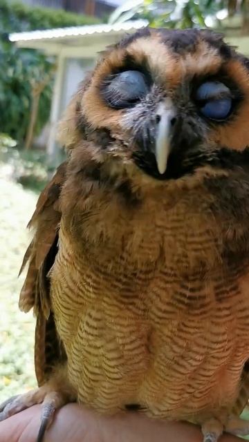 Suntanning time for Coei the Owl смотреть онлайн