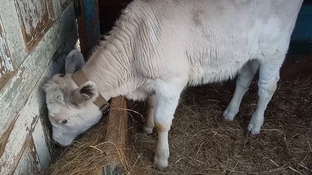 Бычок смотреть онлайн