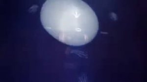 Электро лазерное шоу 89015444723