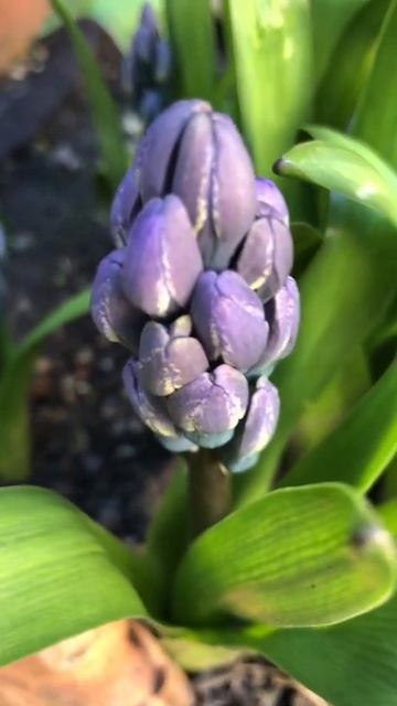 Beautiful Hyacinths coming out 🥰💐   #shorts #flowers #hyacinth #springtime