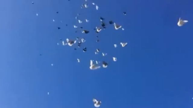 Голуби целуются... смотреть онлайн