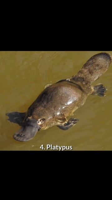 7 HEWAN BISA HASILKAN LISTRIK смотреть онлайн