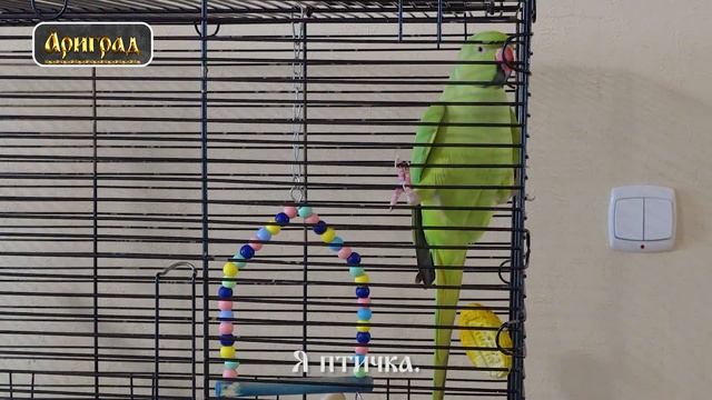 Ожереловый попугай Яша разговаривает смотреть онлайн