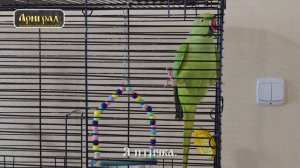 Ожереловый попугай Яша разговаривает