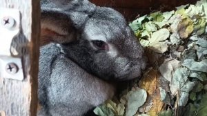 Эпифора у кроликов (болезнь глаз)