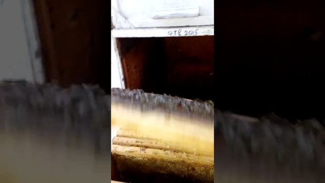 Просмотр пчел осенью ! Наличее мёда