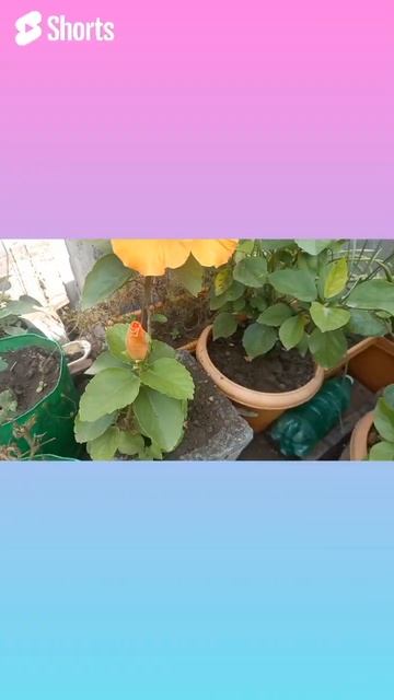 Hibiscus plant is the best flowering tips.#shorts #youtubeshorts #gardningvideo #gardeningtips смотреть онлайн