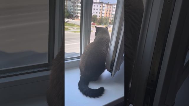 Котя впервые смотрит в открытое окно смотреть онлайн