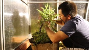 Ель обыкновенная бонсай