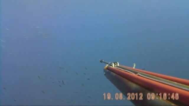 barracuda смотреть онлайн