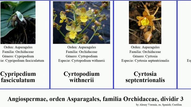 Angiospermae, orden Asparagales, familia Orchidaceae, dividir 3 dactylorhiza diuris coelogyne var смотреть онлайн