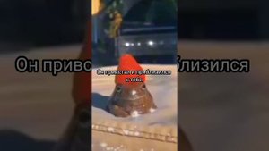 Фф про Драко Малфоя и Т/и "Я люблю тебя" 13 серия🐍💚