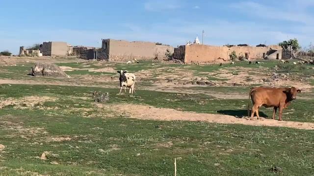 San Julian, Durango / Santiago Papasquiaro Vlog *El mero rancho!!* смотреть онлайн