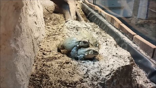 female Bufo Alvarius is not in the right mood for Amplexus colorado river toad смотреть онлайн