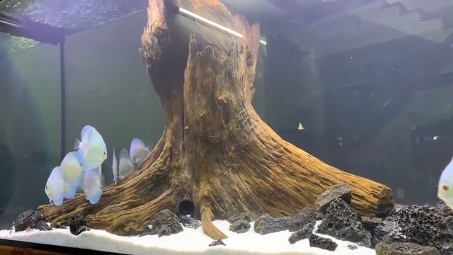 Аквариум с дискусами Голубыми Сапфирами от Cá dĩa Đà Nẵng смотреть онлайн