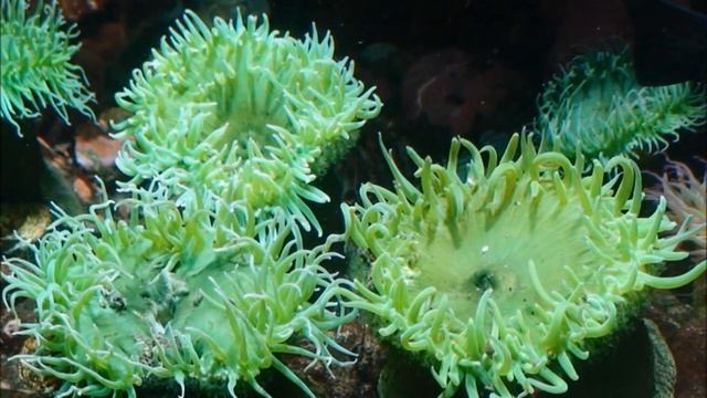 Anthopleura xanthogrammica смотреть онлайн