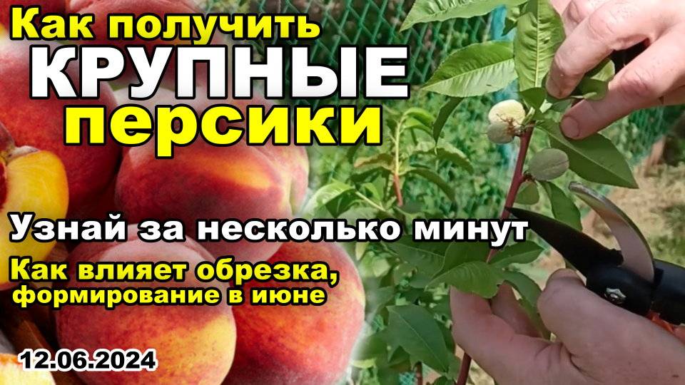Как получить КРУПНЫЕ ПЕРСИКИ из КОСТОЧКИ. Как влияет обрезка, формирование на размер плодов 12.06.24