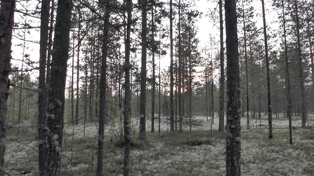 Летняя ночь на севере. Часть 11. Сработала птичья сигналка, или лесное радио утром) смотреть онлайн