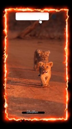 Lion Cubs | Lion Video