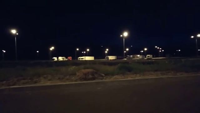 Лис. Польша. смотреть онлайн