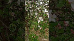 Из города в деревню. Убегаю из курортного города в станицу.