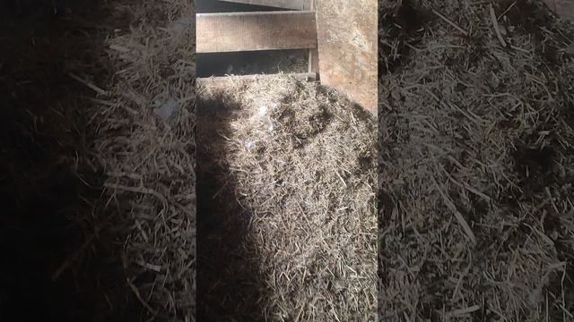В гостях у гусей🪿 С хозяюшкой Лапой собрали яйца🥚