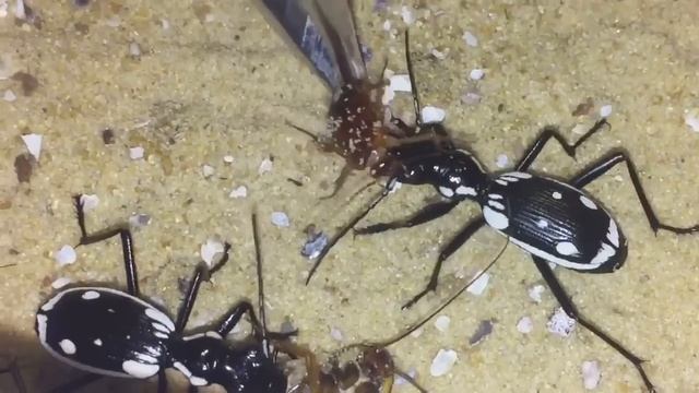 Anthia Sexmaculata Egyptian Predatory Beetles 🐜 First Feeding смотреть онлайн
