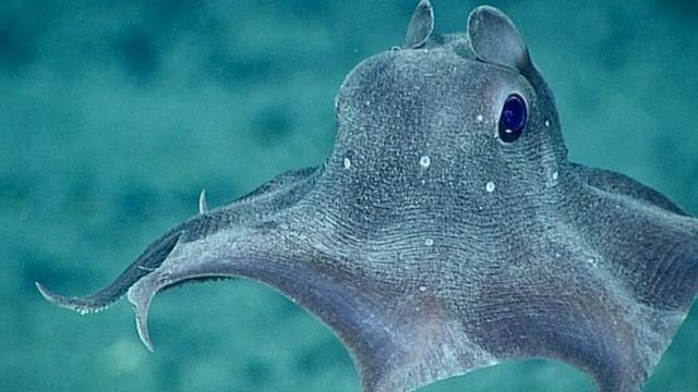 10 UNIQUE ANIMALS ON EARTH THAT YOU PROBABLY DON'T KNOW.. / PART 1 смотреть онлайн