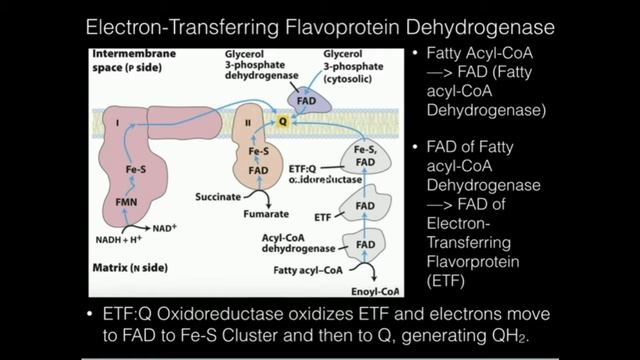 Electron-Transferring Flavoprotein:Ubiquinone Oxidoreuctase