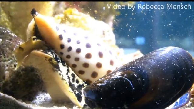 Live Junonia Standing смотреть онлайн