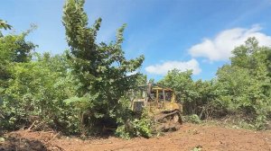 БУЛЬДОЗЕР сносит ДЕРЕВЬЯ!