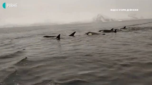 Рівненський анестезіолог розповів про експедицію на Антарктиду смотреть онлайн