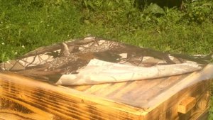 Копия видео "Подсадка не плодных маток с апироем .Для Рената Ахметзянова.по просьбе."